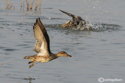 Anatra marmorizzata-	Marbled Duck (Marmaronetta angustirostris)