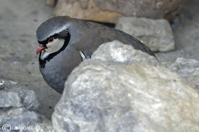 Coturnice -Rock Partridge (Alectoris graeca)