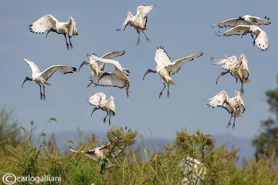 Ibis sacro -Sacred Ibis (Threskiornis aethiopicus)