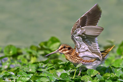 Frullino - Jack Snipe (Lymnocryptes minimus)	