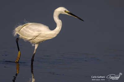 Garzetta- Little Egret (Egretta garzetta)