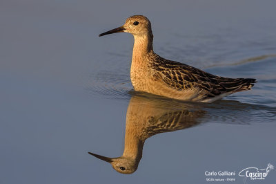 Combattente-Ruff  (Philomachus pugnax)