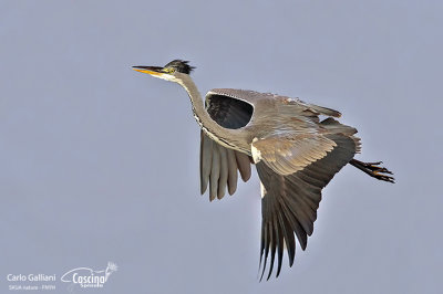 Airone cenerino-Grey Heron (Ardea cinerea)