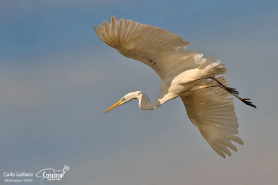 Airone bianco maggiore-Great Egret (Ardea alba)