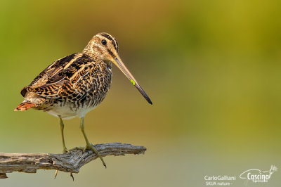 Beccaccino-Common Snipe (Gallinago gallinago)