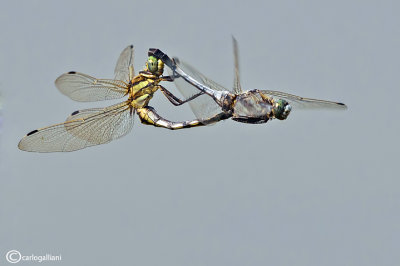 Orthetrum albystilum