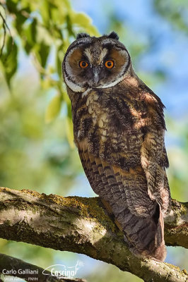 Gufo comune-Long-eared Owl (Asio otus)