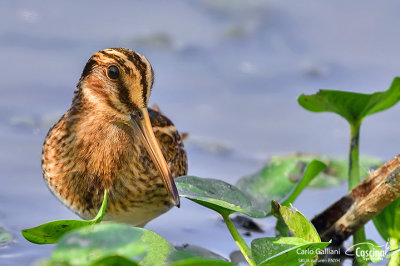 Frullino - Jack Snipe (Lymnocryptes minimus)