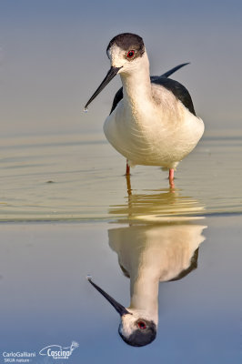 Cavaliere d'Italia-Black-winged Stilt (Himantopus himantopus)