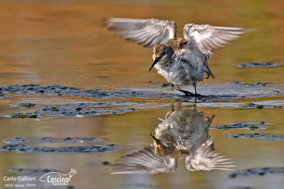 Piovanello pancianera-Dunlin (Calidris alpina)