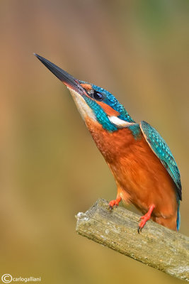 Martin pescatore - Kingfisher - (Alcedo atthis)