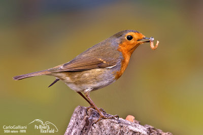 Pettirosso-European Robin(Erithacus rubecula)