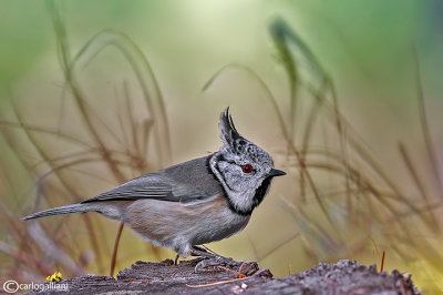 Cincia dal ciuffo - Crested tit (Lophophanes cristatus)