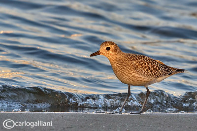 Pivieressa-Grey Plover (Pluvialis squatarola)