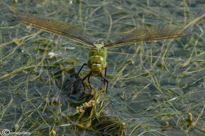 Anax imperator