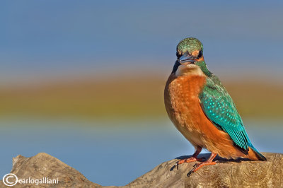 Martin pescatore - Kingfisher - (Alcedo atthis)