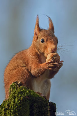 Scoiattolo rosso - Red squirrel - (Sciurus vulgaris)