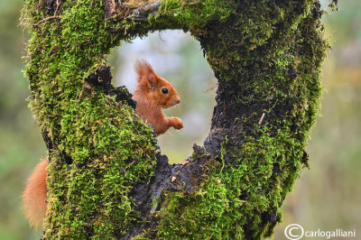 Scoiattolo rosso - Red squirrel - (Sciurus vulgaris)