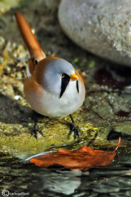 Basettino - Bearded reedling (Panurus biarmicus)