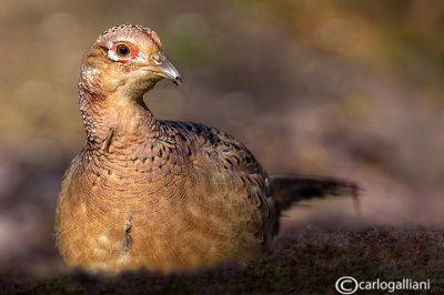 Fagiano-Common Pheasant (Phasianus colchicus)