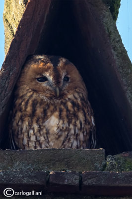 Allocco-Tawny Owl (Strix aluco)