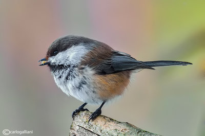 Cincia siberiana- Siberian Tit(Poecile cincta)