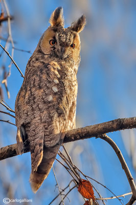 Gufo comune-Long-eared Owl  (Asio otus)