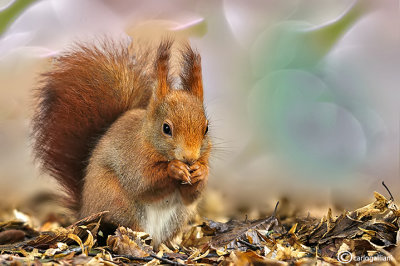 Scoiattolo rosso - Red squirrel - (Sciurus vulgaris)