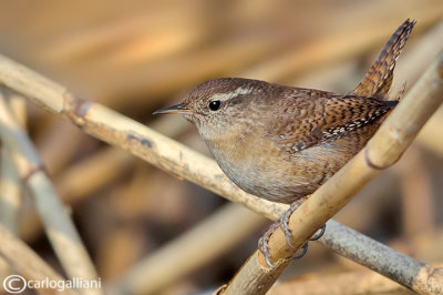 Scricciolo-Winter Wren (Troglodytes troglodytes)