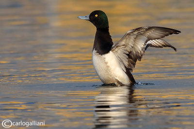 Moretta grigia-Greater Scaup (Aythya marila) 