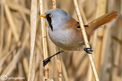 Basettino - Bearded reedling (Panurus biarmicus)