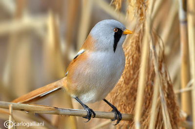 Basettino - Bearded reedling (Panurus biarmicus)