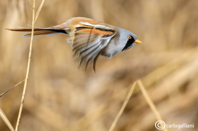 Basettino - Bearded reedling (Panurus biarmicus)