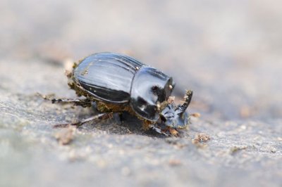 mnhornsbagge Copris lunaris hane land 25 maj 2013 Foto Jonas hedin.jpg