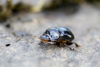 Mnhornsbagge Copris lunaris hona land 25 maj 2013 Foto Jonas Hedin.jpg