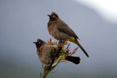 Cape bulbul Kirstenbosch Cape town.jpg