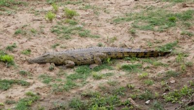 Nile crocodile Kruger NP Letaba river.jpg
