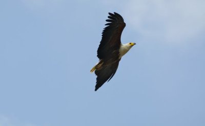 African fish eagle Kruger NP Letaba river.jpg