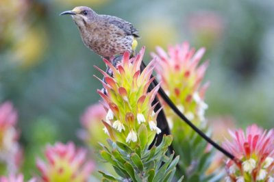Sugarbird male Kirstenbosch Cape town.jpg