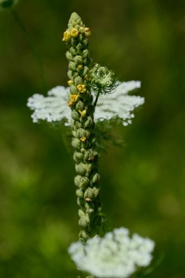 Great Mullein with Queen Annes Lace