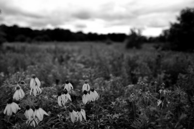 Cone Flowers in black and white