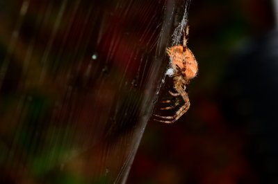 Spider eating an ant