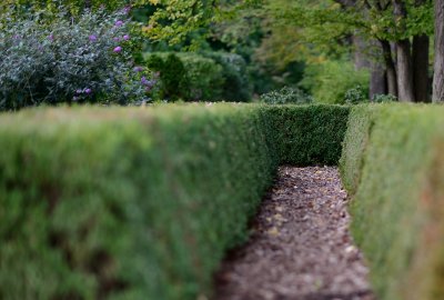 Walkway through hedges