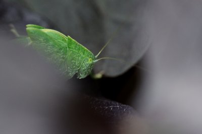Green Grasshopper hiding in a potato plant