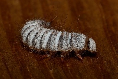 Larder Beatle Larvae