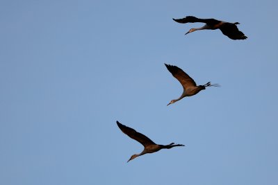 Sandhill Cranes in Migration