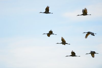 Sandhill Cranes in Migration