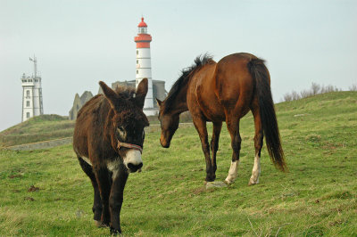 Cheval et âne Pointe Saint Mathieu - 2006