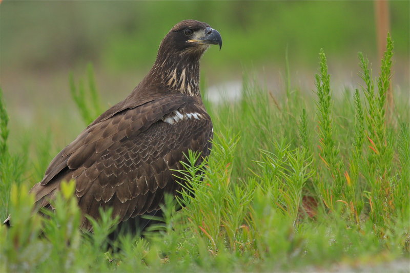 juvenile bald eagle