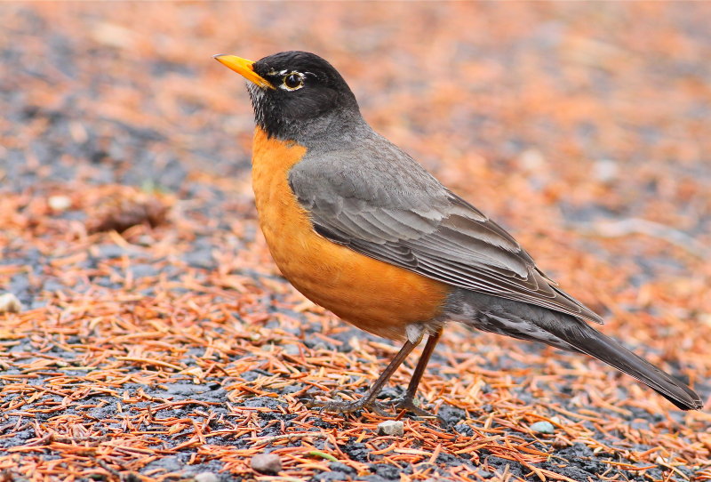 american robin